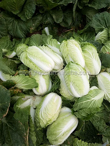 
2021 GAP wholesale fresh chinese long cabbage new crop high quality export to MALAYSIA CANADA UAE SINGAPORE 