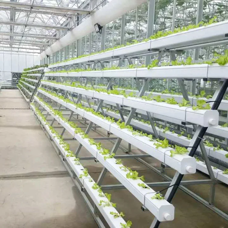 
Bigger Size Hydroponics Nft Growing Systems For Greenhouse 