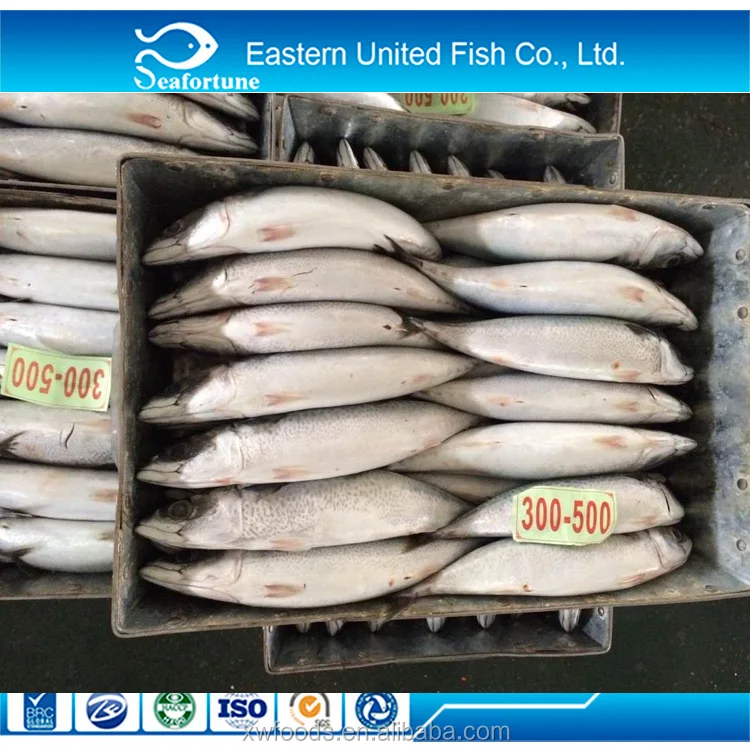 Russia and Europe approved plant seafrozen BQF pacific mackerel