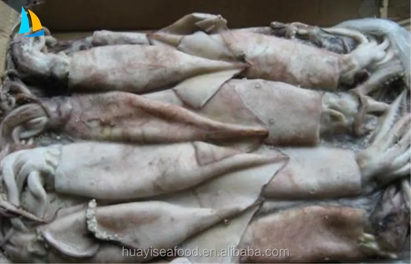 frozen seafood illex argentinus squid with Competitive Price