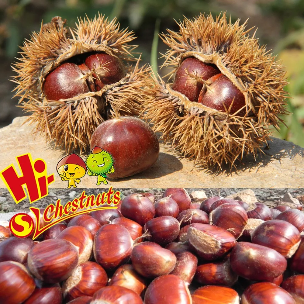 Sweet Raw fresh chestnut for sale---- bulk fresh raw chestnut
