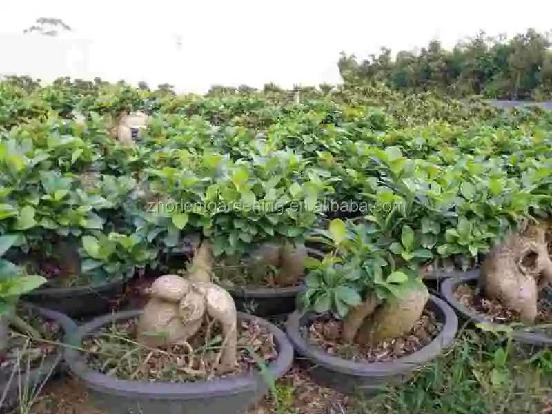 ficus ginseng microcarpa ficus bosai  for sale indoor and outdoor plants