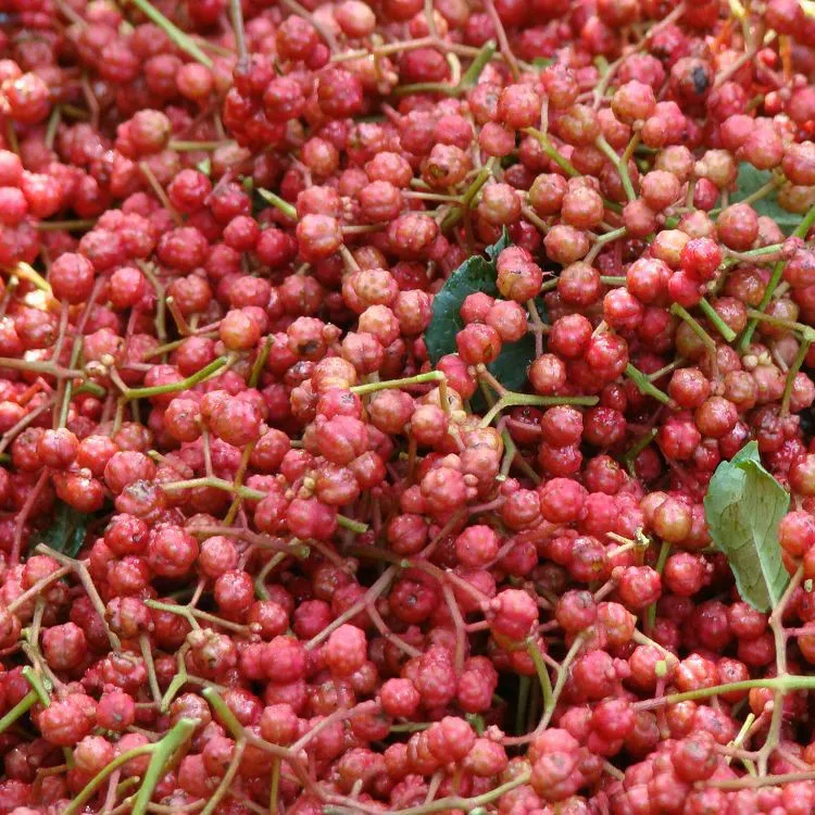 
New products China origin natural food spice Sichuan pepper for sale 