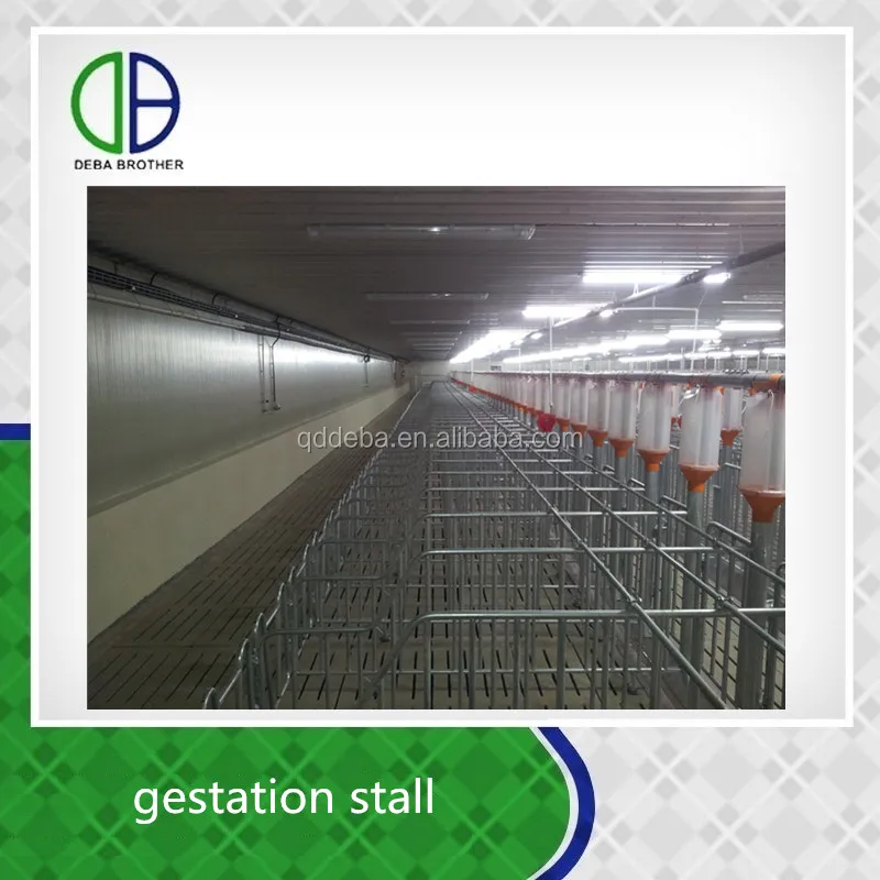Hot Dip Galvanzie Pipe Pig Gestation Stall Good Quality For Pig Crate