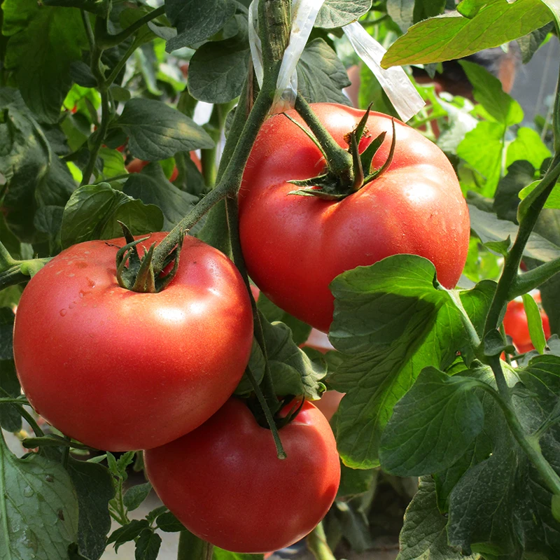 Высокий выход красных фруктов высокий выход Гибридный DF5 черемухи семена томатов по из Китая