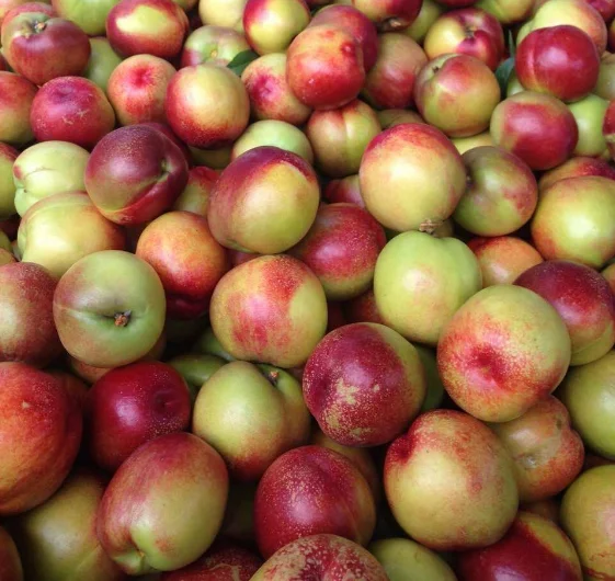 Свежая ферма, сладкие нектарины