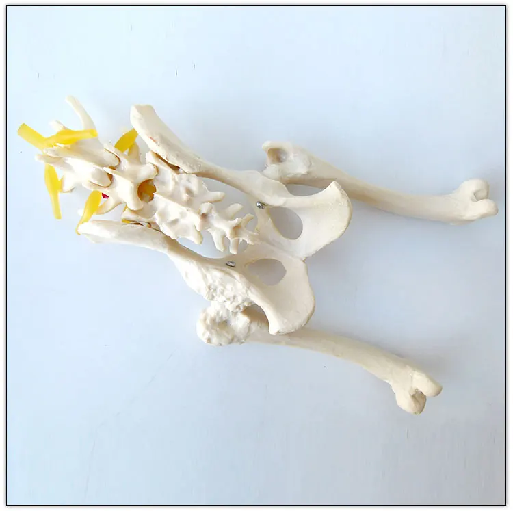 Dog Hip Joint Skeleton Medical Model