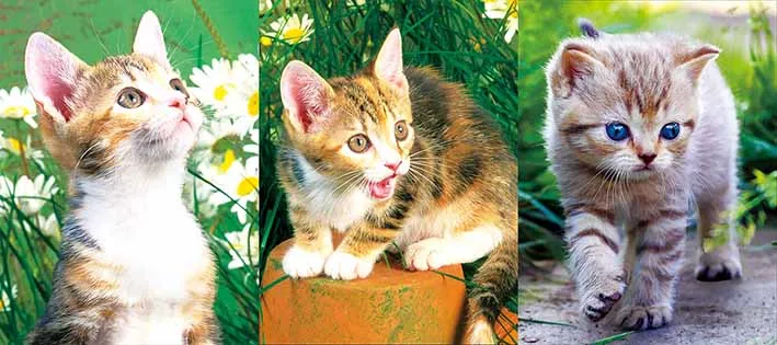 picture 3d wallpaper 3d cat picture lenticular poster with flip effect