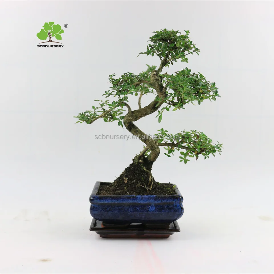 
Serissa 15cm S shape indoor ourdoor bonsai nursery chinese bonsai tree 