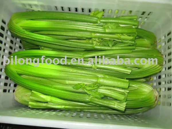 Chinese fresh celery from new crop of  2022