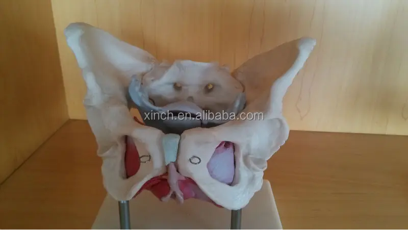 Female Pelvis Anatomy Model