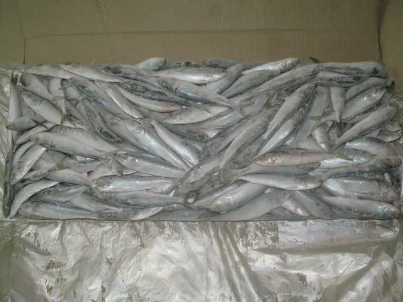 
Frozen Sardine Whole Round 
