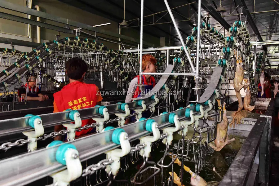 3000 Quail per hour slaughter processing line