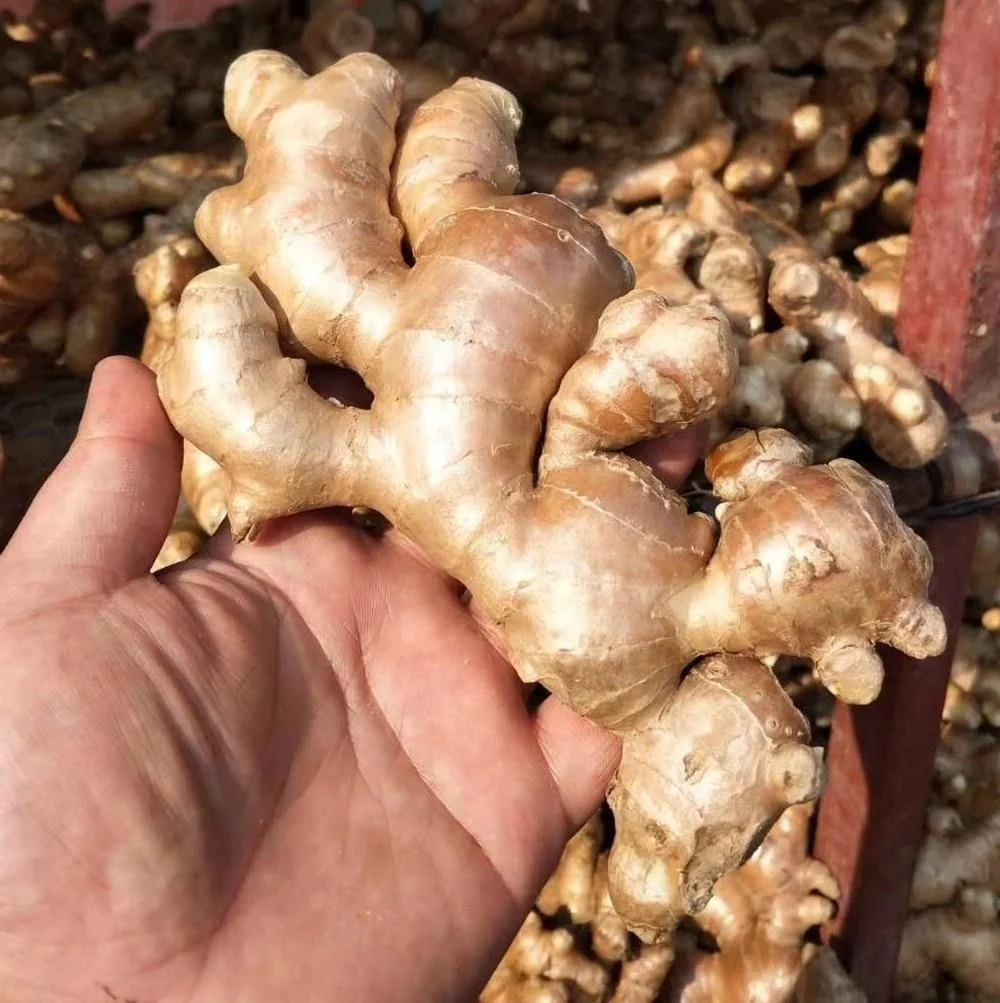 Свежий имбирь/сухой имбирь соответствует европейским стандартам