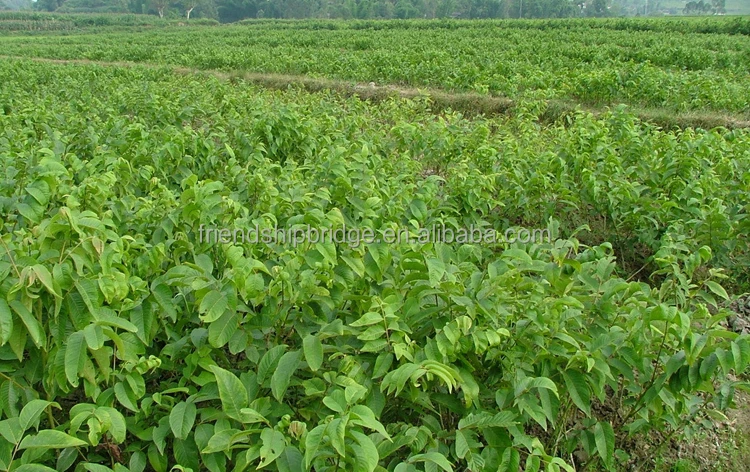 
Walnut seedling saplings 
