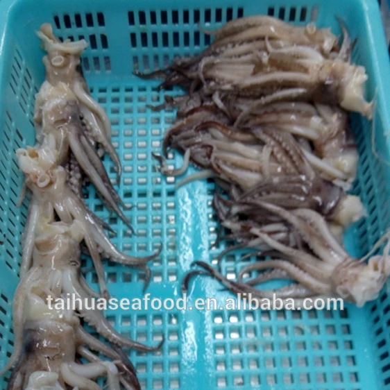 
Frozen BQF cut poulp squid for sale 