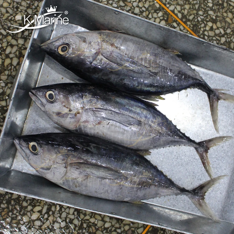 Frozen Light Meat Pouch Tuna Fish Buyers