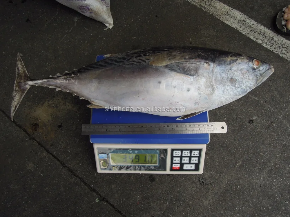 Taiwan Frozen Big Bonito Tuna 700 gram up Euthynnus Affinis