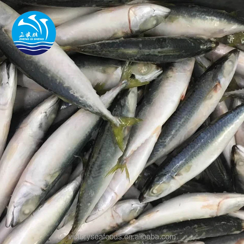 Whole Frozen Pacific Mackerel For Fishing Bait