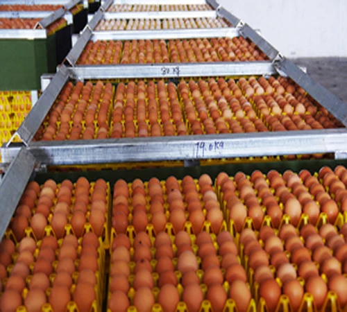 
Egg white protein powder dried egg white powder with top quality 