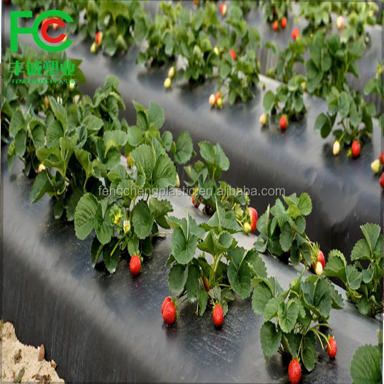 Black plastic mulch film for strawberry,cheap mulching film roll price,plastic rolls for laundry for sale hot