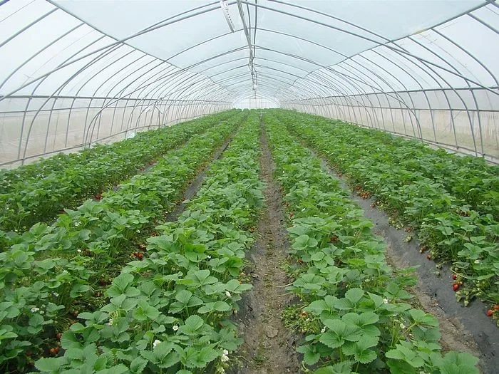 Agricultural Equipment Steel Frame Serre Tunnel Greenhouse