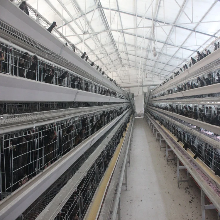 Automatic poultry feeders for egg layer chicken coop