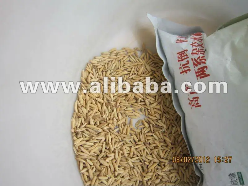 
hybrid rice seed 