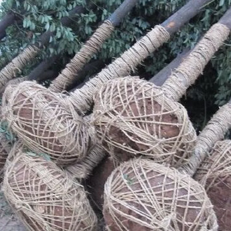 Backhoe loader with small transplanting tree spade  with a tree spade