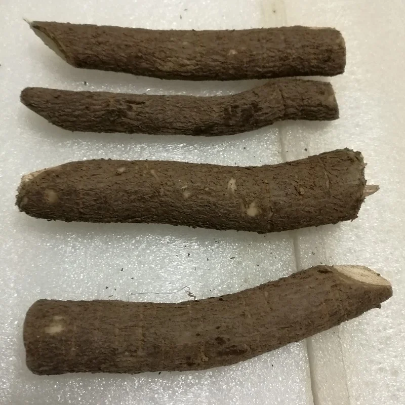 Paulownia kiri tree roots from Heze city