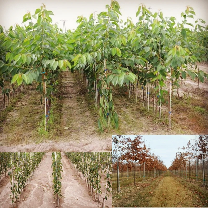 Best selling pointed end FRP nursery stake with super bending