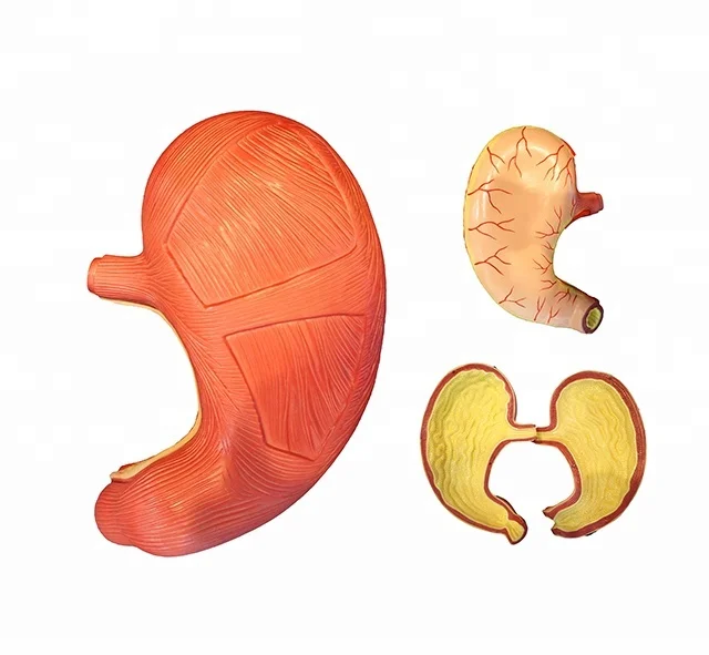 Human Stomach Anatomy Structure Plastic Model 2 Parts