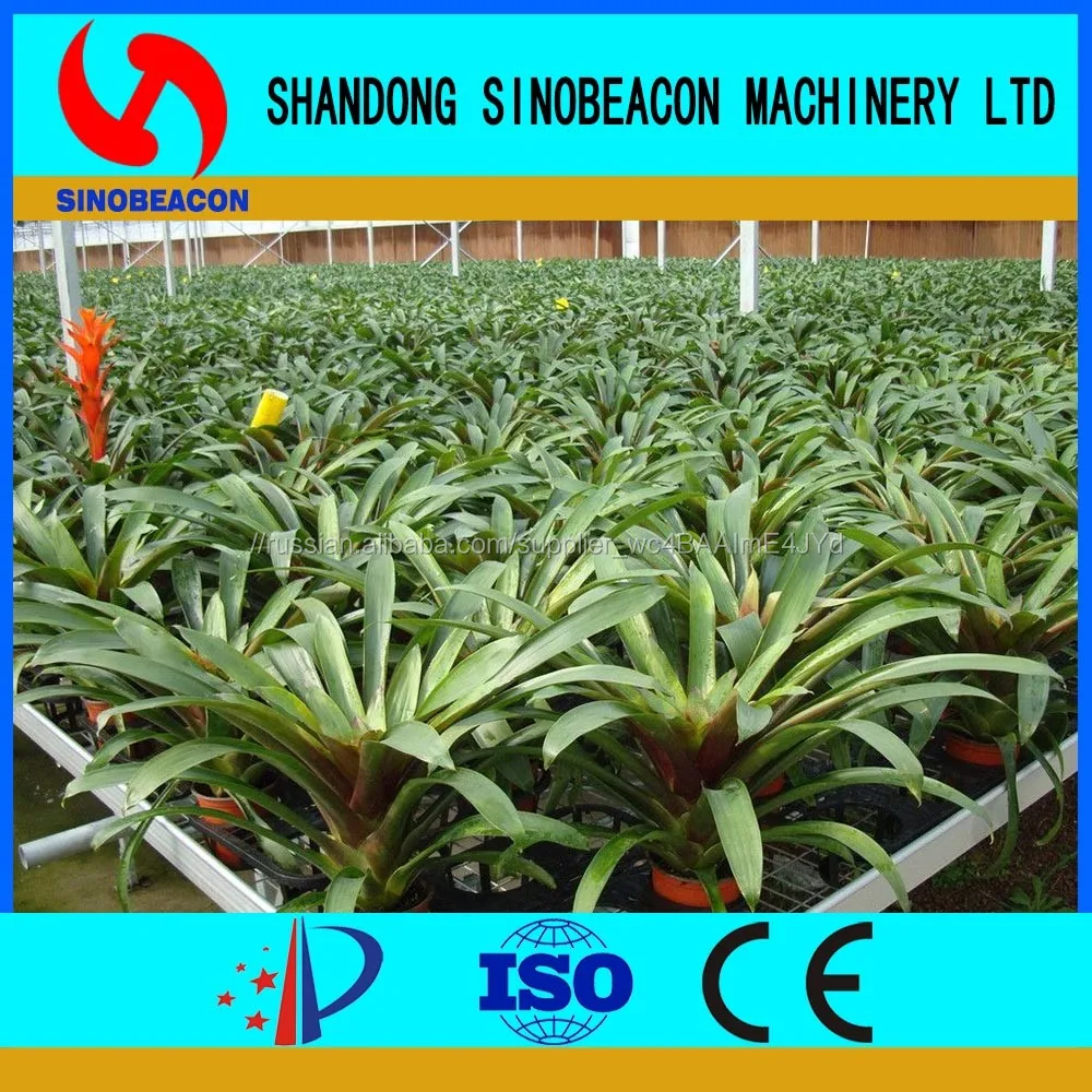 Высокое Качество Профессиональных Adenium Питомника Для Продажи