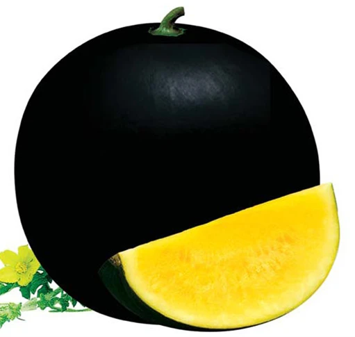 F1 hybrid lemon yellow flesh black skin seedless watermelon seed