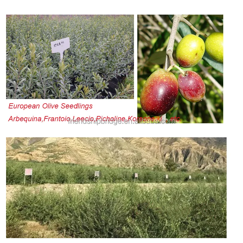 Олива europaea, саженцы оливкового дерева Арбекина