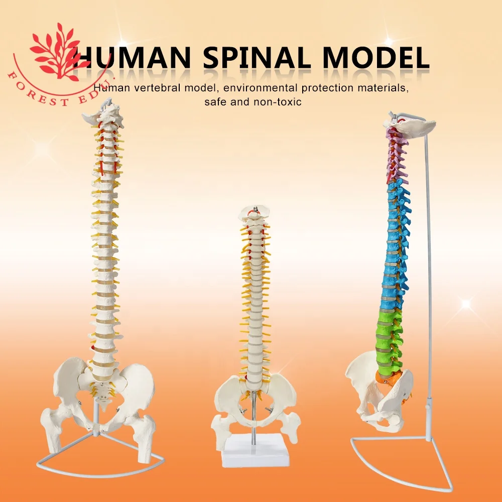 Anatomical Model Spine Upright Multiple Types Of Size Main Features Include Hard Spine, Pelvis, Sacrum, Occipital Bone