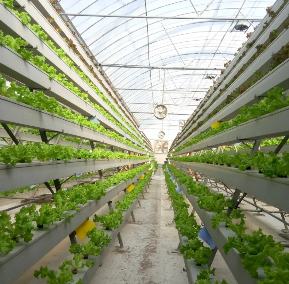 Greenhouse planting system with hidroponica