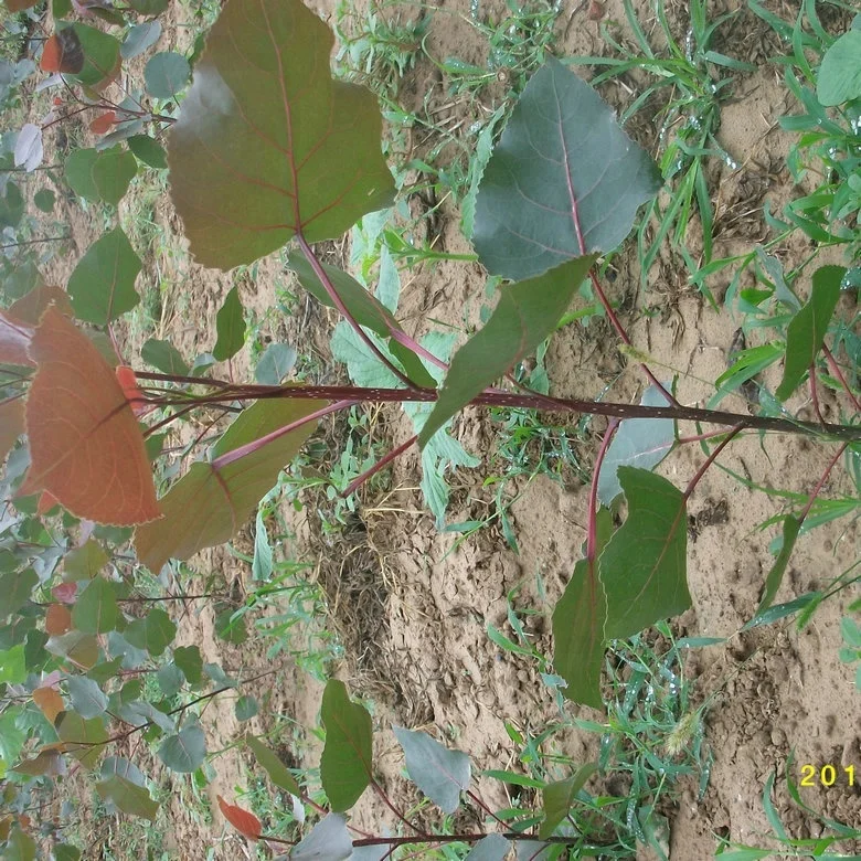 
chinese cheaper fast growth no catkin Alamo tree seedling trunk cut for planting 