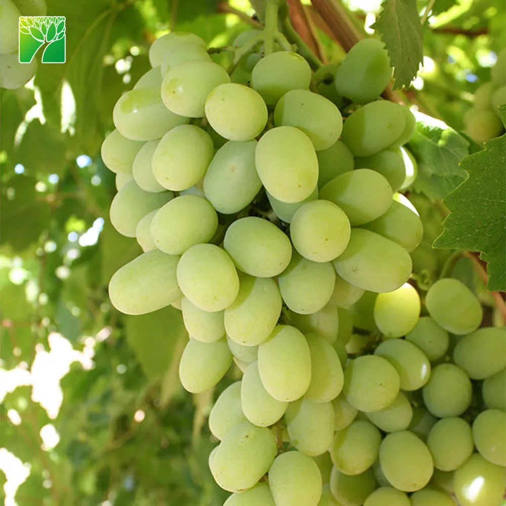 
Cheap wholesale fruit sapling tree Cotton Candy Vitis vinifera 