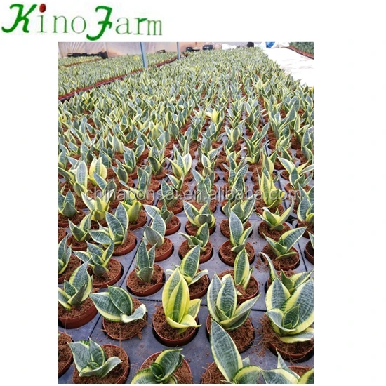 
Golden Hahnii Sansevieria Snake Plant 