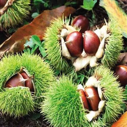 Саженцы китайского каштана, устойчивые к холоду