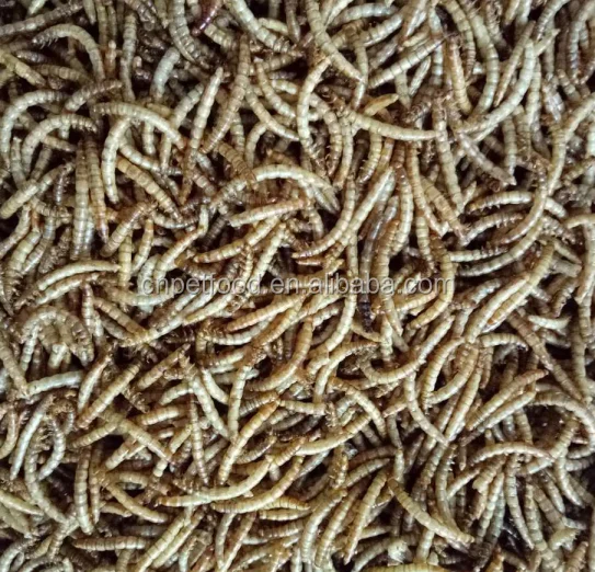 Cheap and high quality bird food and chicken food dried mealworms