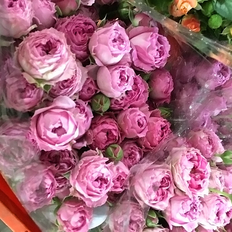 Wedding decoration spray champagne roses wholesale from Kunming, all kinds of flowers