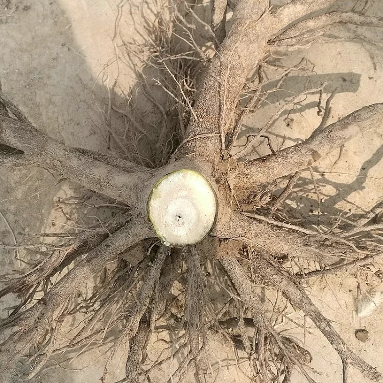 
2018 fresh fast growing hybrid paulownia FTE one year stump with phytosanitary certificate for lumber 