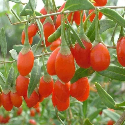 
S202 Wolfberry seeds and Ningxia Goji Berry Seeds 