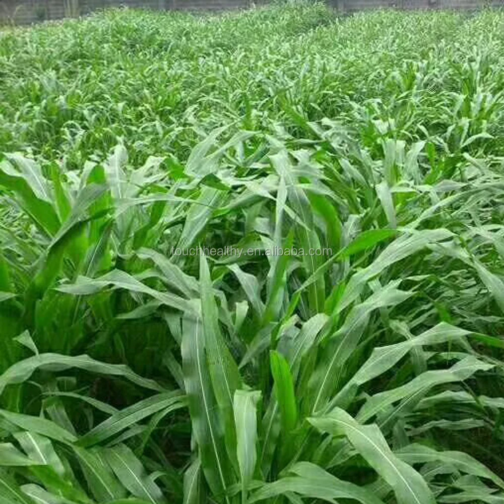 
2021 Red Seeded Hybrid Multicut Sorghum Seeds 