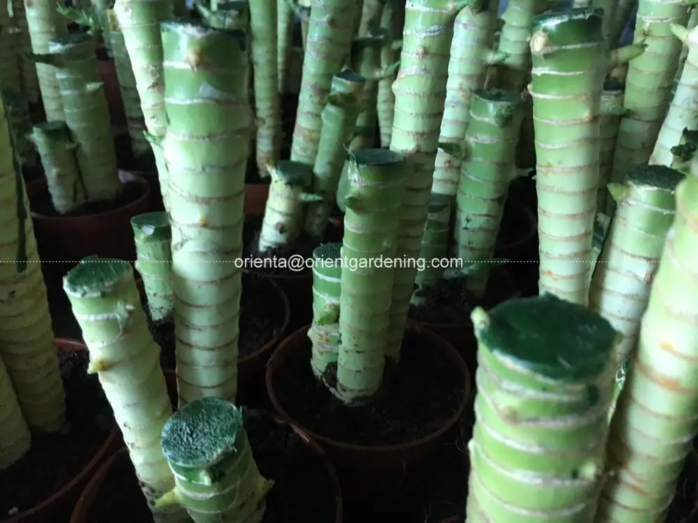 
Professional dracaena sanderiana Lotus Lucky Bamboo 
