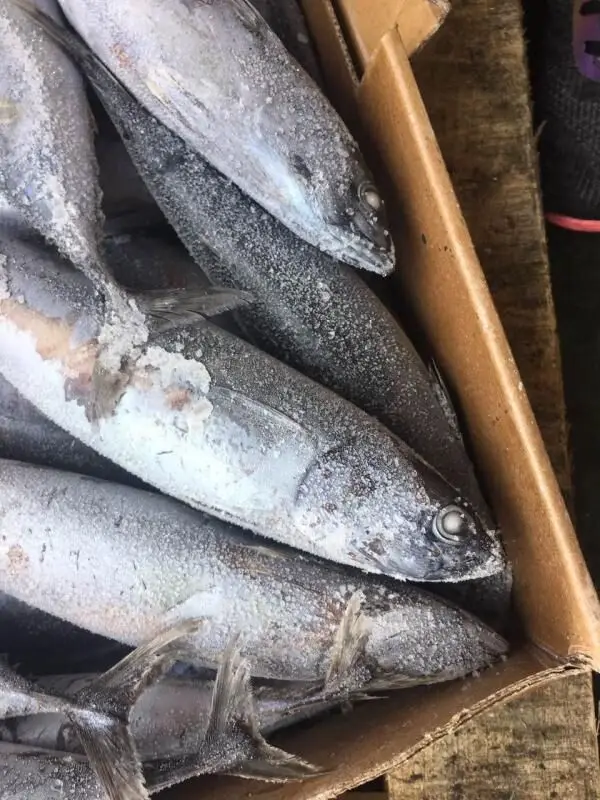 Frozen bonito tuna fish for canning with white meat quick selling