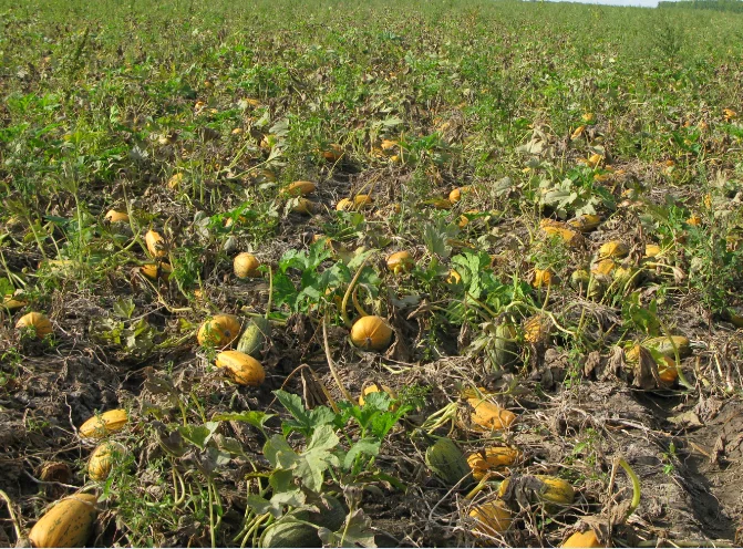 2021 crop China bulk raw GWS pumpkin seeds