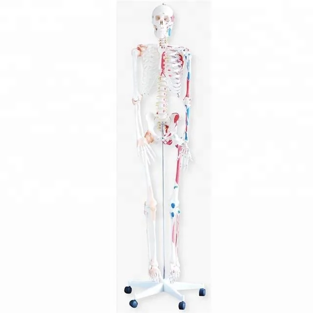 Medical Science Teaching Skeleton Model with Muscles and Ligaments 180cm Tall model